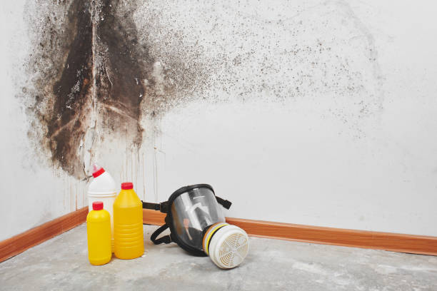 Best Crawl Space Mold Removal  in Glenwood, MN
