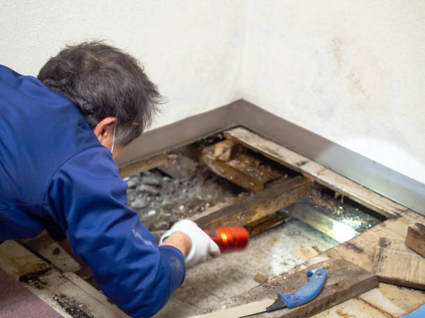 Best Same-Day Mold Removal  in Glenwood, MN