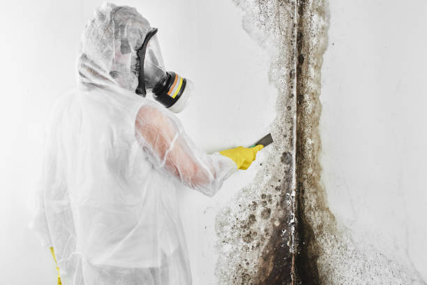 Attic Mold Removal in Glenwood, MN