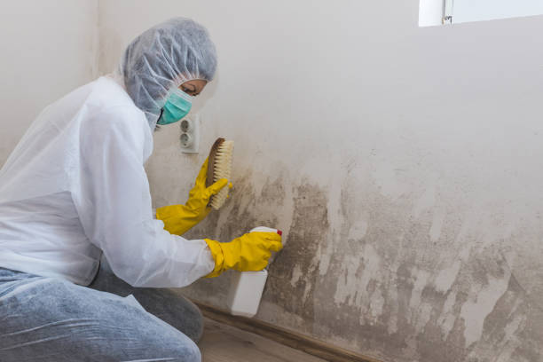 Best Local Mold Removal Service  in Glenwood, MN