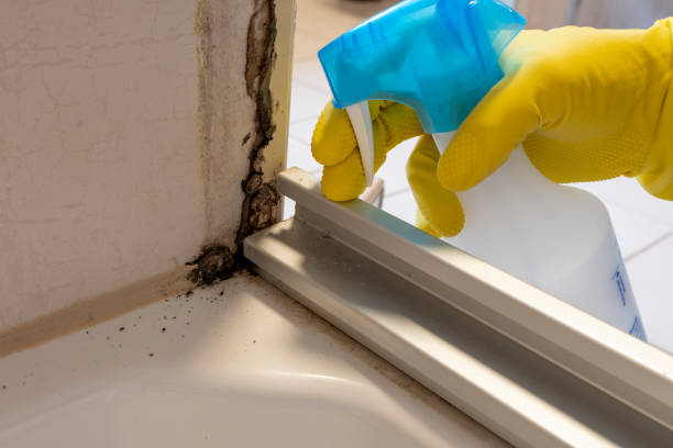 Best Mold Cleaning Services  in Glenwood, MN