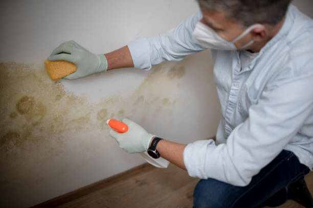Best Office Mold Removal Services  in Glenwood, MN
