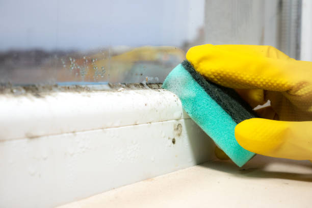 Best Mold Damage Repair  in Glenwood, MN