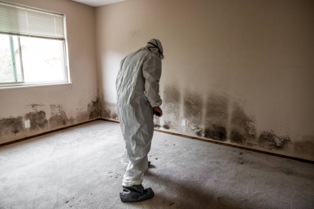 Best Black Mold Removal  in Glenwood, MN